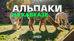 Альпаки на Кавказе