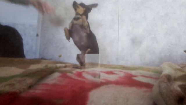 Домашняя тренировка(дрессировка). Пражского крысарика (ратлика) шона смотреть онлайн