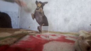 Домашняя тренировка(дрессировка). Пражского крысарика (ратлика) шона