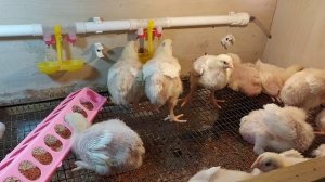 Секреты выращивания крупного бройлера. Самый важный первый месяц.