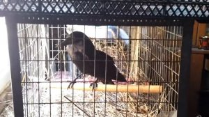 нашёл ворону на обочине со сломанным крылом