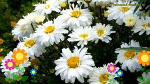 Нивяник наибольший Фрик. Краткий обзор, описание характеристик leucanthemum superbum Freak