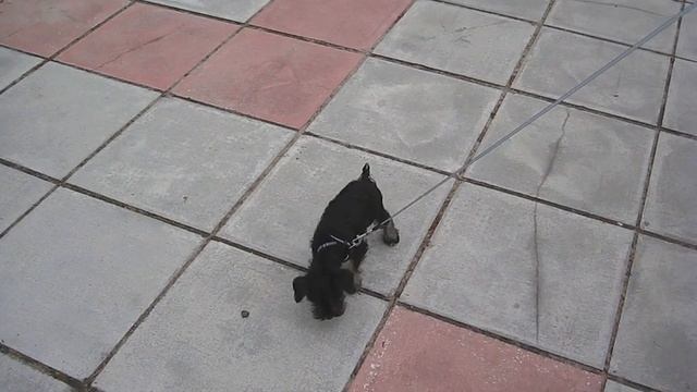 Цвергшнауцер. 2 месяца и 26 дней смотреть онлайн