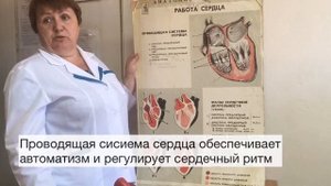 Сердечный цикл. Проводящая система сердца