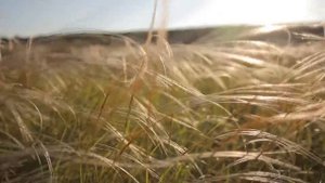 Природный парк "Олений"