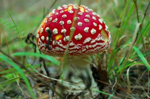 Правда и ложь о мухоморе..