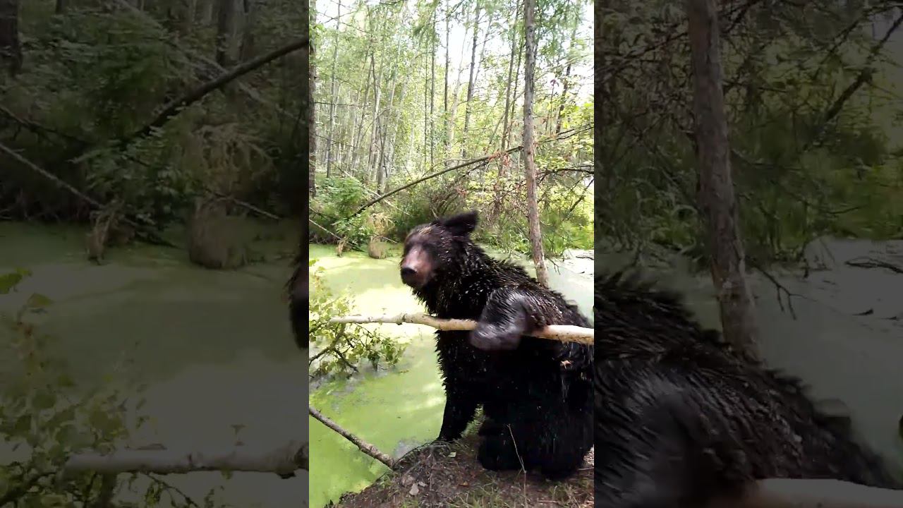 Буржую силу девать некуда. смотреть онлайн