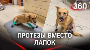 Собаке заменили все лапы протезами