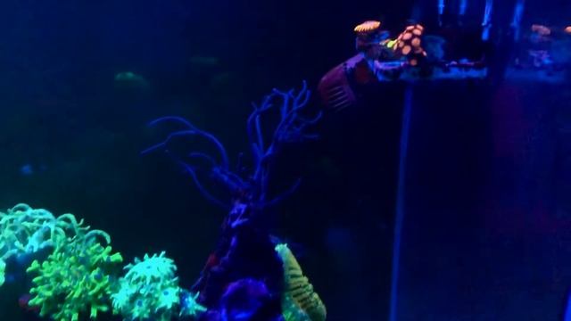 Морской аквариум ночью «флюоресцентный» 250л смотреть онлайн