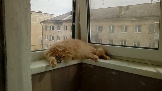 кот отдыхает после стресса (выстригания скатавшейся шерсти) и затем сытного обеда смотреть онлайн