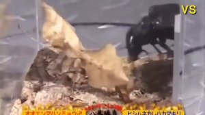 Жук Мантикора VS Листовидный Богомол