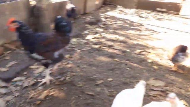 Ливенская ситцевая петушки 1-2-3 месяца.Выбор шикарный 0667687728 0983578266 смотреть онлайн