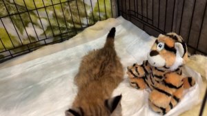 РЫСЁНОК Приехал домой и ОБРАДОВАЛСЯ ЭТОМУ! /   ПАРК ЛЬВОВ ЗЕМЛЯ ПРАЙДА МОСКВА