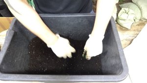 Торфяной грунт для суккулентов