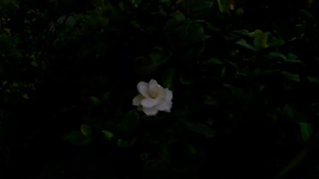 A Gardenia Blooming Time Lapse смотреть онлайн