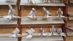 Голуби. Мои тасманы. 31.10.2021