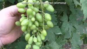 Как выглядит оидиум на ягодах винограда
