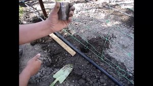 Посадка рассады огурцов в открытый грунт!!! Growing cucumbers,landing !!!