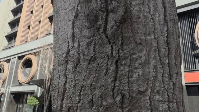 SanDisk Extreme Portable SSD行動固態硬碟 x iPhone 15 Pro 錄製4K60FPS ProRes Log影片