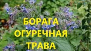 ХОТИТЕ БЫТЬ ЗДОРОВЫМИ ПОСАДИТЕ ОГУРЕЧНУЮ ТРАВУ БОРАГО