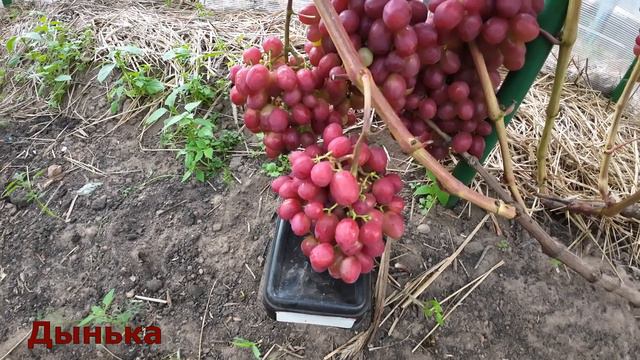 Виноград Беларуси. Яркая , красивая форма с мускатным вкусом.