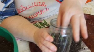 Сеем капусту в банку. Далее пикируем. (30.03.16)