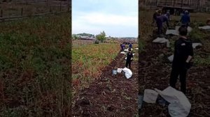 Копаем картошку лебедкой