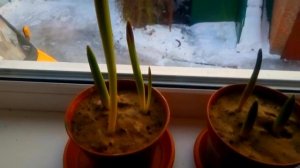 ВЫГОНКА ТЮЛЬПАНОВ К 8 МАРТА В ДОМАШНИХ УСЛОВИЯХ! ЧАСТЬ 2!