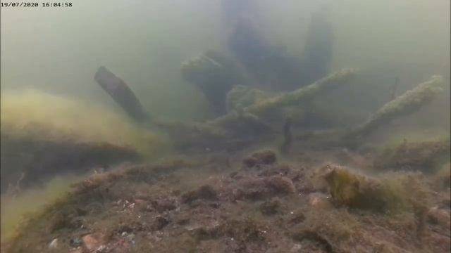 Саткинский пруд и его обитатели. 19. 07. 2020 г. смотреть онлайн