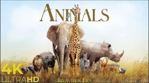 Animals Wildlife Meditation Relaxing Music Nature Sounds 4K Relaxation Film