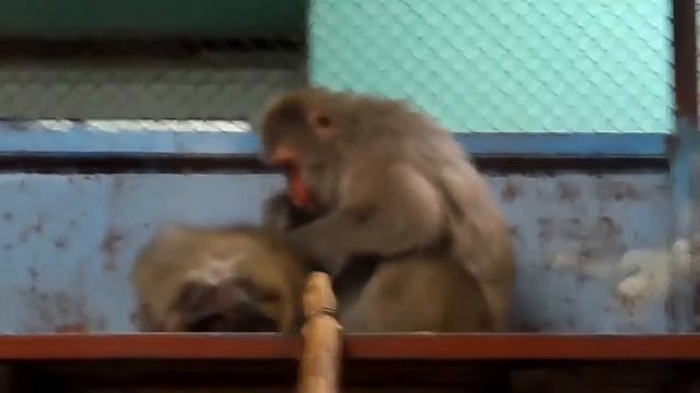 ЗАБОТЛИВЫЙ МУЖ делает массаж жене  Приколы с животнымиСМЕШНЫЕ ЖИВОТНЫЕ приколы   Funny Animals Joke смотреть онлайн