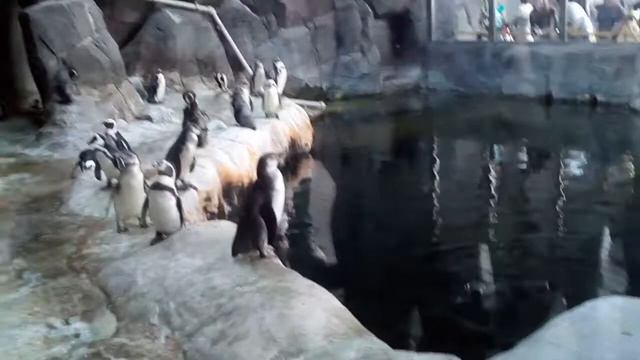 Пингвины в зоопарке Москвы! смотреть онлайн
