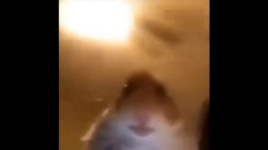 хомяк Миша смотрит в камеру 5минут(ОСТОРОЖНО НЕ СМОТРИТЕ С ГРОМКИМ ЗВУКОМ!!!!!)