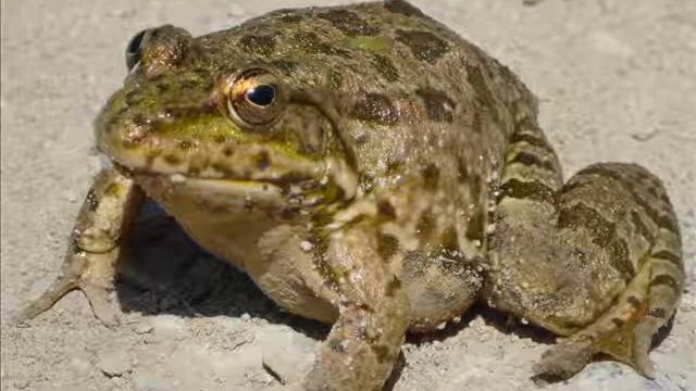 Кто такие земноводные? смотреть онлайн