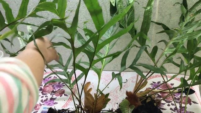 #Мои_комнатные_растения // #Деление_и_пересадка_папоротников смотреть онлайн