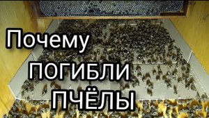 Одна из причин гибели пчёл зимой. Плюс небольшой эксперимент.