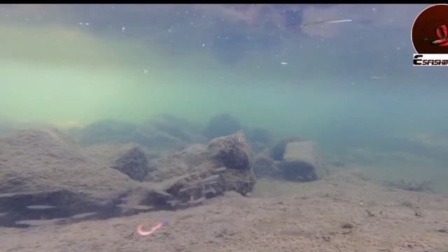 Съедобный силикон. Ларва 50-75 мм. Личинка стрекозы смотреть онлайн