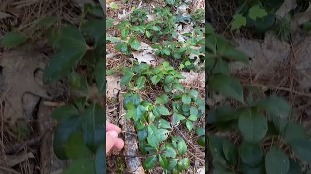 Gaultheria procumbens, wintergreen