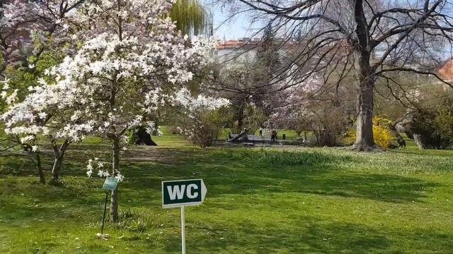🌳🌺Пражские сады. 🦚 Павлиний гарем смотреть онлайн
