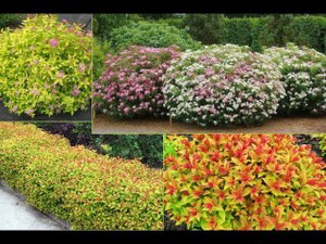 Японская Спирея   достойное украшение любого сада