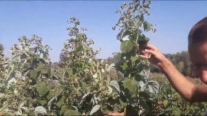 Малина Маравилла - что будет, если не ухаживать за ней