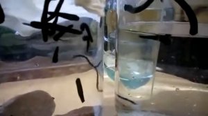 119 Гирудооздоровление Как хранить пиявки