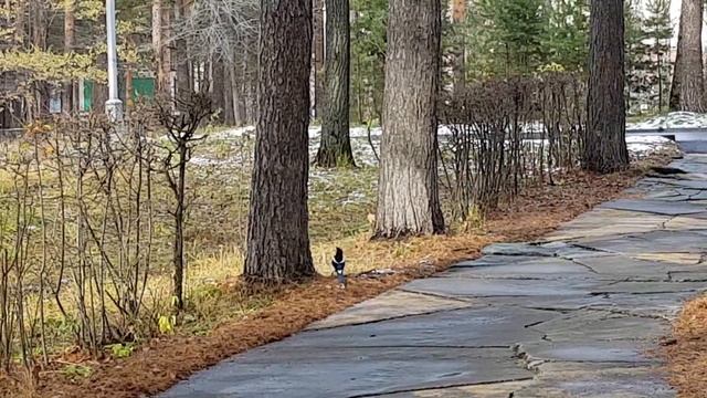 Сибирские просторы. Сорока - дятел.