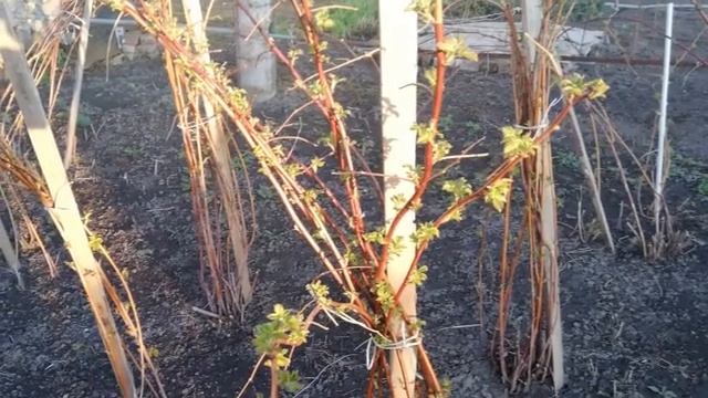 УХОД ЗА МАЛИНОЙ ВЕСНОЙ. СДЕЛАЙТЕ ЭТО и МАЛИНА ЗАВАЛИТ ВАС УРОЖАЕМ.
