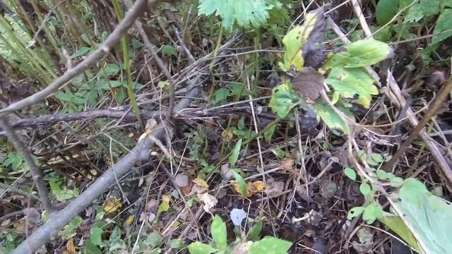 Дары осени..чёрный груздь...опята...шишки.... смотреть онлайн