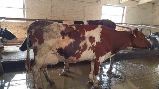Охлаждение коров мелкодисперсным обливанием смотреть онлайн