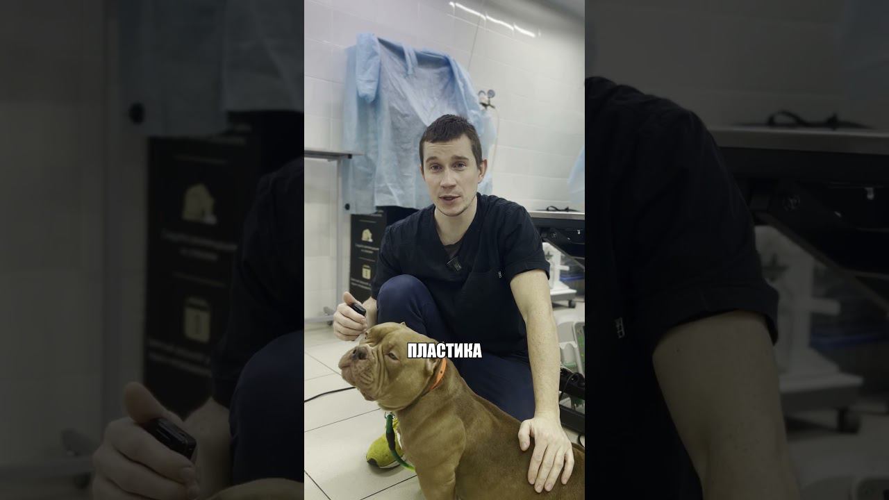 Пластика нёбной занавески у булли #бульдог #булли #ринопластика #нёбнаязанавеска #ветеринария смотреть онлайн