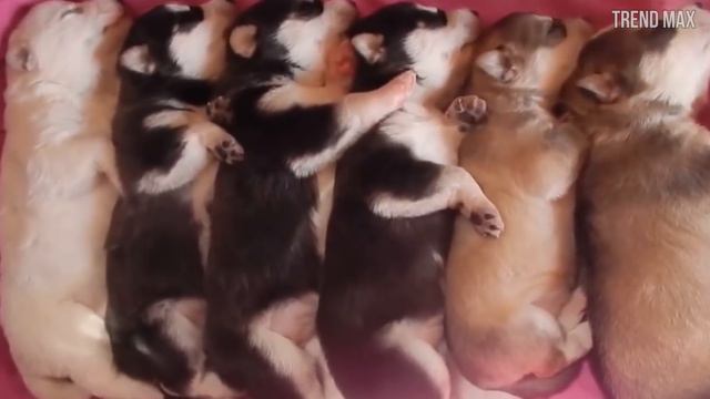 THE MOST POPULAR DOG BREEDS In The World 🐶 смотреть онлайн