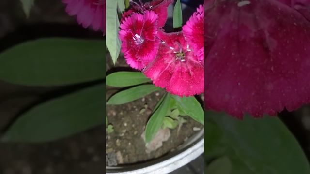 #growing pencil l flower with seeds ||small plant||lovely flower|| 🌸🌸❣️❣️💗💗