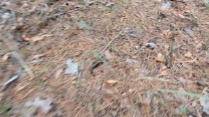 СОЧНЫЕ РЫЖИКИ В НОЯБРЕ!!! РАСТУТ В ХВОЙНОМ ЛЕСУ И В ДУБАХ!!! ГРИБЫ РЫЖИКИ 2022!